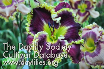 Daylily When Royals Dream